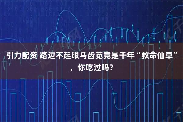 引力配资 路边不起眼马齿苋竟是千年“救命仙草”，你吃过吗？